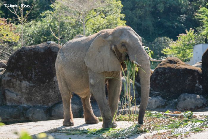 臺北市立動物園舉辦「動物慰靈祭」以感恩與祈福延續生命教育